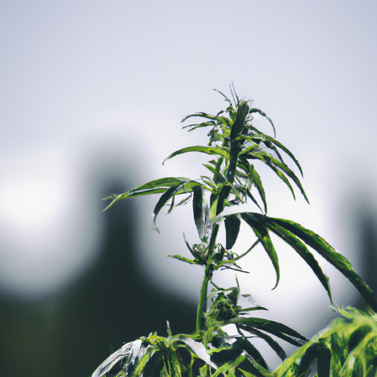 CBD: kom ihåg att det är säkert och naturligt