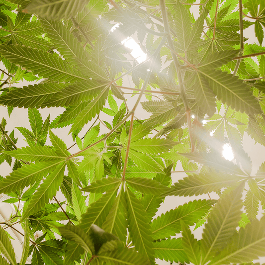 Kan CBD hjälpa till att bekämpa ångest?