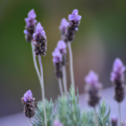 Lavendel - ett äventyr för alla